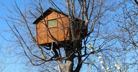 hambacherforst